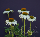 Эхинацея пурпурная (Echinacea purpurea `Primadonna White`)