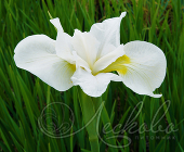 Ирис сибирский (Iris sibirica `Gull`s Wing`)