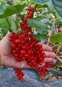 Смородина красная (Ribes rubrum `Rondom`)2-х летка