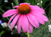 Эхинацея пурпурная (Echinacea purpurea `Primadonna Deep Rose`)