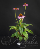 Эхинацея пурпурная (Echinacea purpurea `Bravado Rose`)