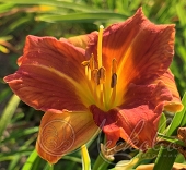 Лилейник гибридный (Hemerocallis `Every Daylily Bronze`)