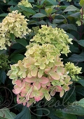 Гортензия метельчатая (hydrangea paniculata `Little Fresco`)