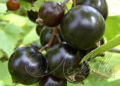 Смородина черная (Ribes nigrum `Дар Смольяниновой`)