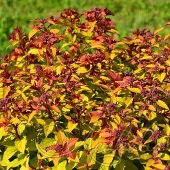 Спирея японская (Spiraea japonica `Merlo Star`)