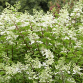 Гортензия метельчатая (Hydrangea paniculata `Big Ben`)