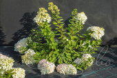 Гортензия метельчатая (Hydrangea paniculata `Harry Souvenir`)