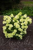 Гортензия метельчатая (Hydrangea paniculata `Little Passion`)