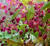 Горянка красная (Epimedium rubrum)