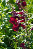 Пенстемон наперстянковый (Penstemon digitalis`Rich Ruby`)