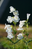 Пенстемон наперстянковый (Penstemon digitalis`White Bedder`)