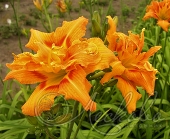 Лилейник гибридный (Hemerocallis `Kwanso`)