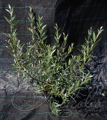 Ива белая ф серебристая (`Salix alba`)