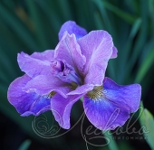 Ирис сибирский (Iris sibirica `Imperial Opal`)