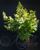 Гортензия метельчатая (Hydrangea paniculata `Goliath`)