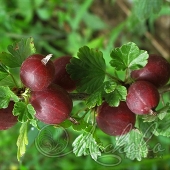 Крыжовник (Ribes grossularia `Captivator`)
