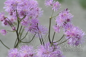 Василистник водосборолистный (Thalictrum aquilegifolium)