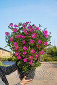 Астра кустарниковая (Aster dumosus `Pink Beauty`)