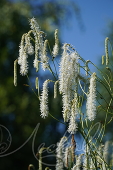 Кровохлебка тонколистная (Sanguisorba tenuifolia `Alba`)