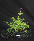 Прострел обыкновенный (Pulsatilla vulgaris `Pinwheel Blue Violet Shades`)