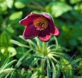 Прострел обыкновенный (Pulsatilla vulgaris `Pinwheel Dark Red Shades`)