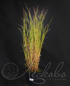 Схизахириум метельчатый (Schizachyrium scoparium `Prairie Blues`)