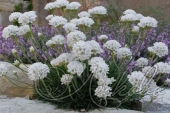 Армерия приморская (Armeria maritima `Morning Star Deep White`)