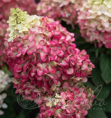 Гортензия метельчатая (Hydrangea paniculata `Colourful Cocktail `)