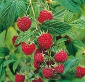 Малина ремонтантная (Rubus idaeus `Химбо Топ`)