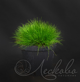 Овсяница метельчатая (Festuca scoparia `Hobbit`)