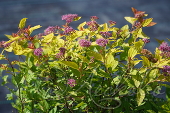 Спирея японская (Spiraea japonica `Little Flame`)