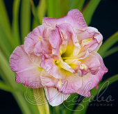 Лилейник гибридный (Hemerocallis `Lacy Doilly`)