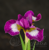 Ирис сибирский (Iris sibirica `Currier`)