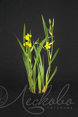 Ирис болотный (Iris pseudacorus `Flore Plena`)