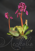 Бадан сердцелистный (Bergenia cordifolia)