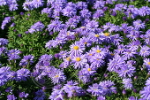 Астра кустарниковая (Aster dumosus `Lady in Blue`)