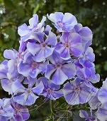 Флокс метельчатый (Phlox paniculata `Гжель-макси`)