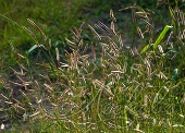 Бутелуа изящная (Bouteloua gracilis)
