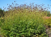 Кровохлебка лекарственная (Sanguisorba officinalis `Red Sunset`)