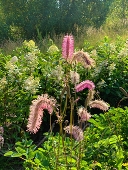 Кровохлебка тупая (Sanguisorba obtusa)