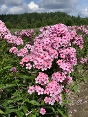 Флокс метельчатый (Phlox paniculata `Бисер`)