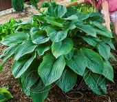 Хоста гибридная (Hosta х hybrium `Empress Wu`)