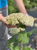 Гортензия древовидная (Hydrangea arborescens `Lime Rickey`)