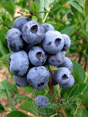 Голубика садовая (Vaccinium corymbosum `Bluegold`)