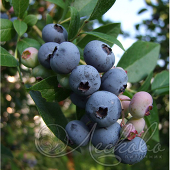 Голубика садовая (Vaccinium corymbosum `Эрли Блю`)