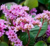 Бадан сердцелистный (Bergenia cordifolia `Rotblum`)