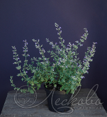 Котовник Фассена (Nepeta faassenii `Dropmore`)