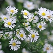 Астра вересковая (Aster ericoides `Monte Cassino`)