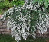 Астра вересковая (Aster ericoides `Snow Flurry`)