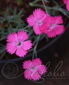 Гвоздика альпийская (Dianthus alpinum `Little Joe`)